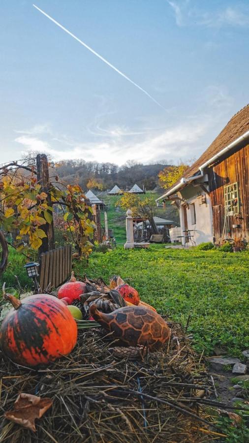 Saschiz 130/Lodging And Glamping Eksteriør billede